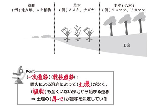 一次遷移|生物基礎：遷移の分類、一次遷移 (裸地～陰樹林)の過程 